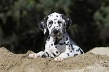 DALMATIEN 062